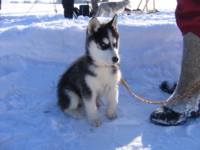liubov's batman en russie